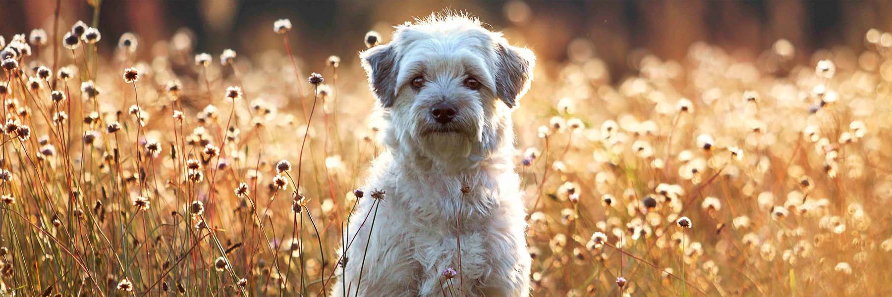 Hund auf einer Blumenwiese im Sonnenuntergang