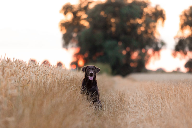 Brauner Labrador sitzt im Sonnenuntergang in einer Wiese und schaut in die Kamera