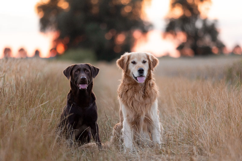 Labrador und Golden Retriever sitzen im Sonnenuntergang in einer Wiese und schauen in die Kamera