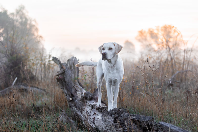 Weißer Labrador steht auf einem Baumstamm mit Nebel im Hintergrund