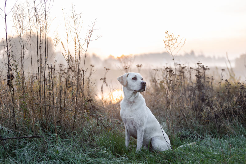 Weißer Labrador sitzt vor einem Teich mit Nebel im Hintergrund