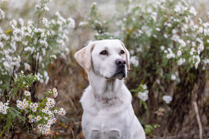 Weißer Labrador im Protrait vor einem Busch mit weißen Blüten
