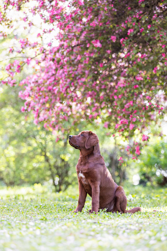Brauner Labrador Welpe sitzt unter einem Baum mit rosa Blüten