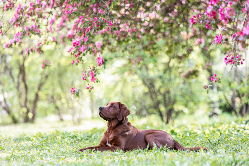 Brauner Labrador Welpe liegt unter einem Baum mit rosa Blüten
