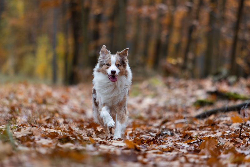 Red Merle Australian Shepherd rennt im Herbstlaub zur Kamera