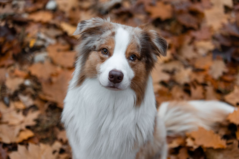 Red Merle Australian Shepherd sitzt im Herbstlaub und schaut in die Kamera
