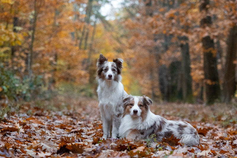 Blue Merle und Red Merle Australian Shepherd sitzen bzw. liegen nebeneinander im Herbstlaub im Wald