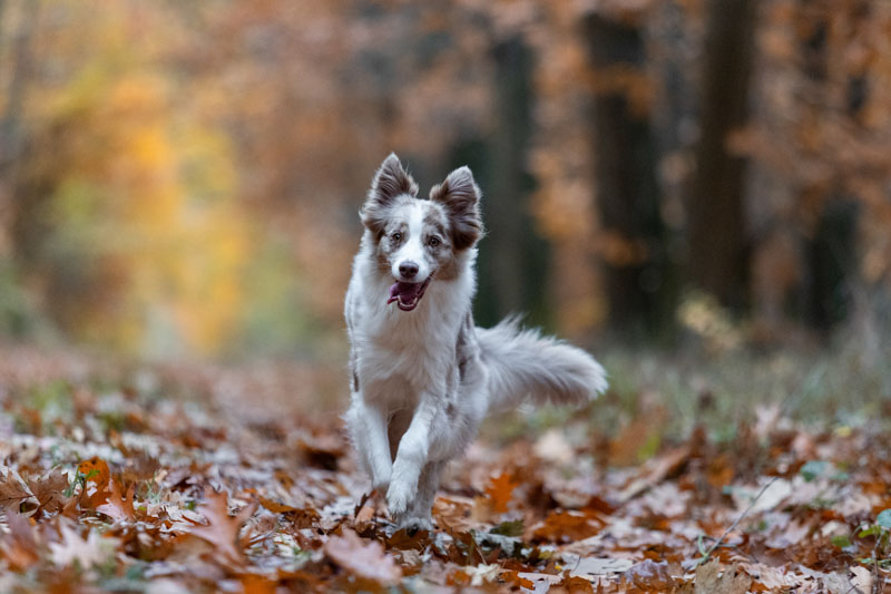 Blue Merle Australian Shepherd rennt im Herbstlaub im Wald zur Kamera