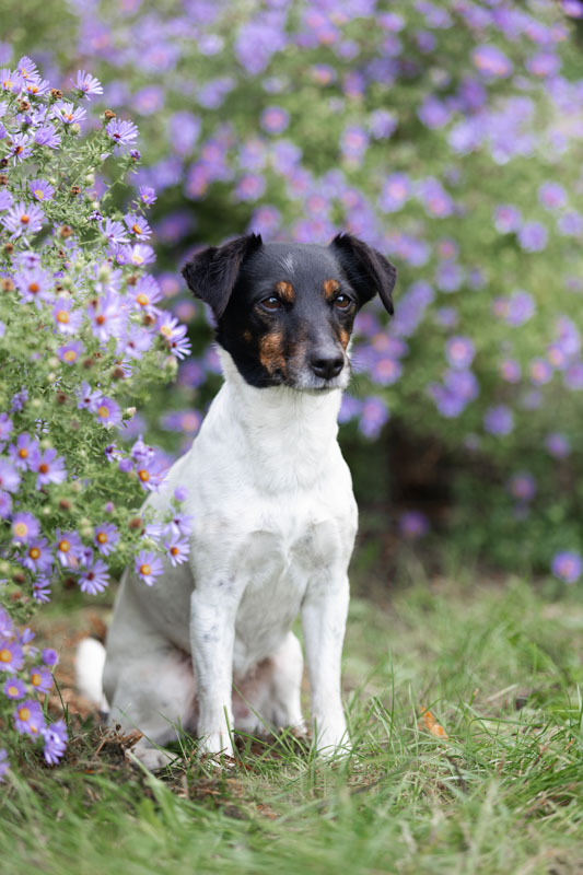 Jack Russell Terrier sitzt vor einem Busch mit lila Blüten