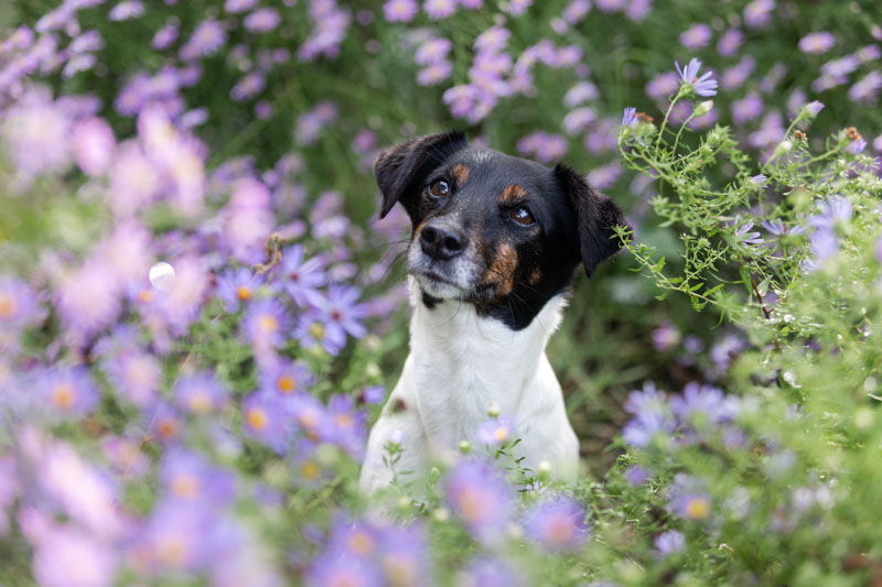 Jack Russell Terrier im Portrait umgeben von vielen lila Blüten