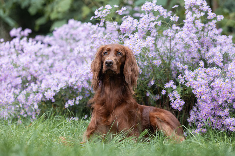 Irish Red Setter liegt vor einem rosa bühenden Busch