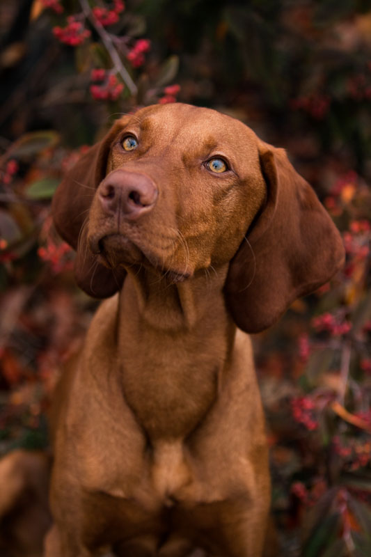 Brauner Hund mit roten Beeren im Hintergrund