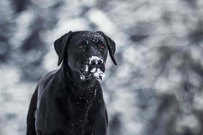 Schwarzer Labrador mit Schnee im Gesicht sitzt vor einem verschneiten Busch