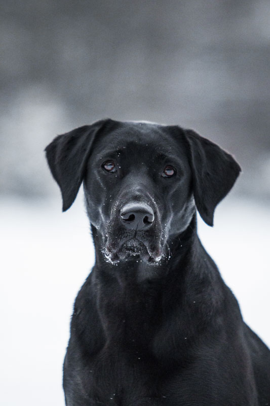 Schwarzer Labrador im Portrait im Schnee