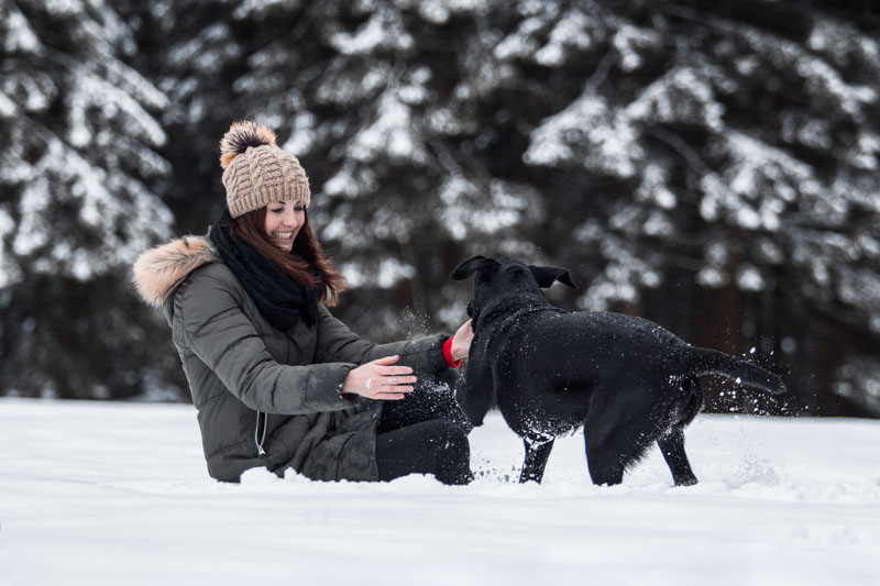 Schwarzer Labrador spielt im Schnee mit seiner Besitzerin