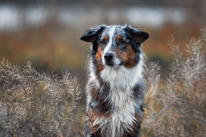 Red Merle Australian Shepherd sitzt in Gräsern mit herbslicher Stimmung im Hintergrund