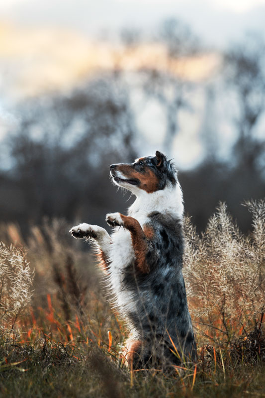 Red Merle Australian Shepherd sitzt auf seinen Hinterbeinen mit den Vorderbeinen in der Luft