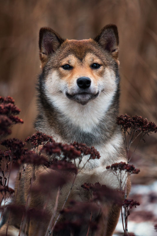 Shiba Inu schaut in die Kamera mit herbstlicher Stimmung im Hintergrund