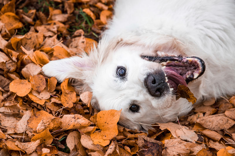 Golden Retriever liegt im Herbstlaub auf dem Rücken und hat ein Blatt an der Zunge zu kleben