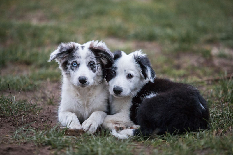 Zwei Border Collie Welpen liegen angekuschelt nebeneinander im Gras und schauen in die Kamera