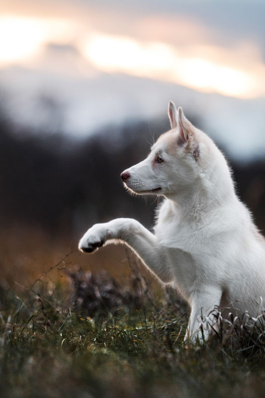 Weißer Husky Welpe sitzt seitlich zur Kamera und hebt eine Pfote hoch