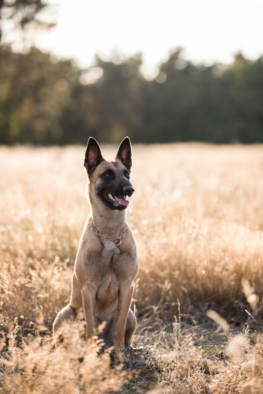 Brauner Malinois sitzt im Gegenlicht in einer vertrockneten Wiese