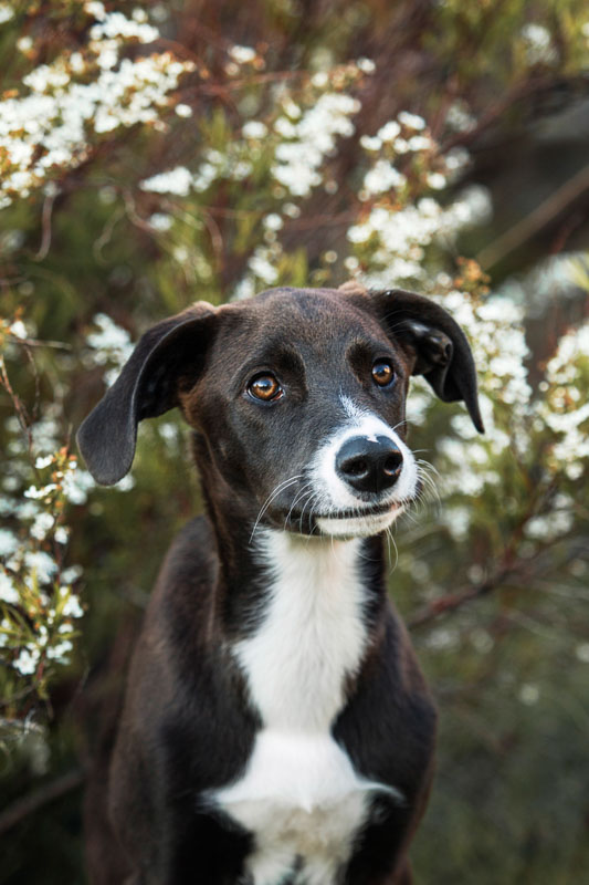 Schwarz-weißer Hund sitzt vor einem weiß bühenden Busch