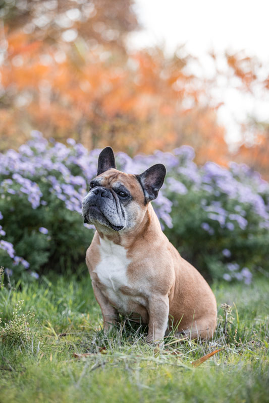 Französische Bulldogge sitzt vor einem lila bühenden Busch