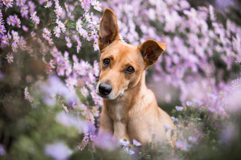 Brauner Mischling mit einem leicht hängendem Ohr sitzt in einem rosa bühenden Busch
