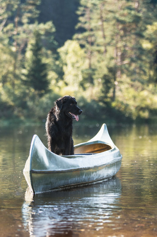 Schwarzer Hund steht in einem Kajak auf einem Fluss