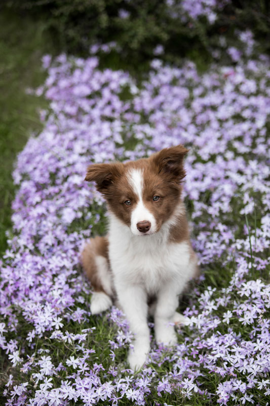 Border Collie Welpe sitzt in einem rosa Blütenmeer
