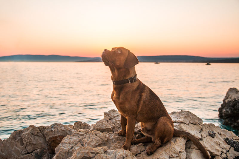Brauner Hund sitzt auf einem Stein am Meer im Sonnenuntergang