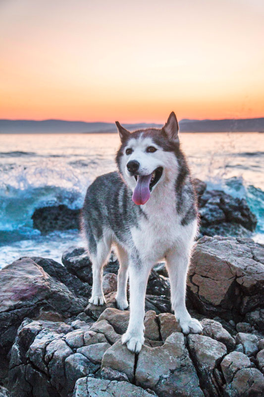 Husky steht auf einem Stein am Meer im Sonnenuntergang
