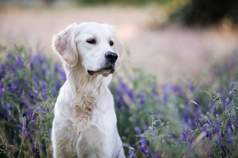 Golden Retriever sitzt in einer Wiese mit lilanen Blüten