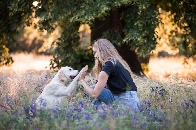 Golden Retriever schlägt mit der Besitzerin ein, auf einer Wiese mit lilanen Blüten