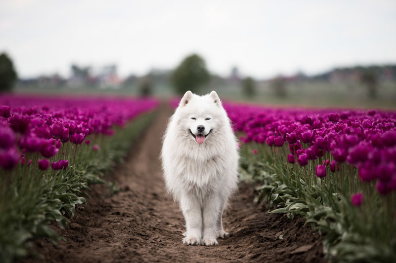 Samojede steht zwischen zwei Reihen pinker Tulpen