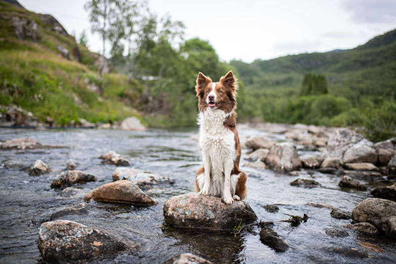 Border Collie sitzt auf einem Stein in einem flachen Fluss mit grünen Bäumen im Hintergrund