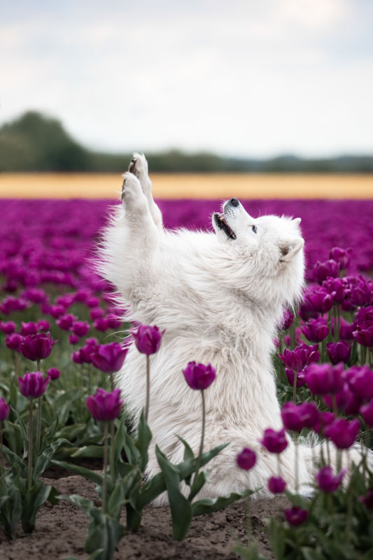Samojede sitzt auf den Hinterbeinen mit den Vorderbeinen in der Luft in einem Feld von pinken Tulpen