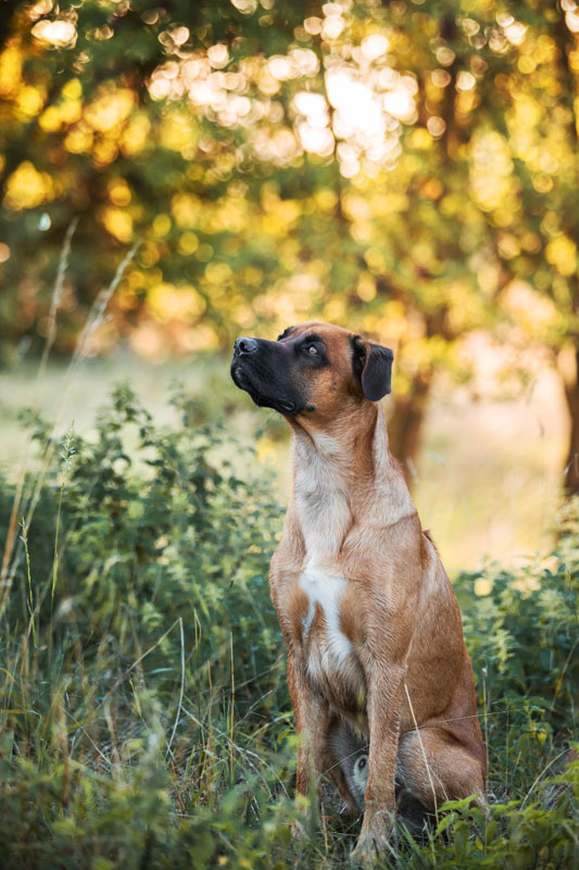 Rhodesian Ridgeback sitzt in einem Wiese mit einem Baum im Hintergrund.