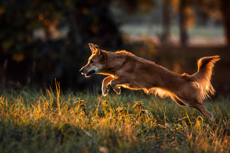 Harzer Fuchs rennt in vollem Galopp durch eine Wiese und wird vom Gegenlicht angestrahlt