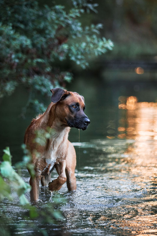 Rhodesian Ridgeback steht im See, der den Sonnenuntergang reflektiert
