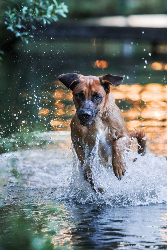 Rhodesian Ridgeback rennt durch den See, der den Sonnenuntergang reflektiert