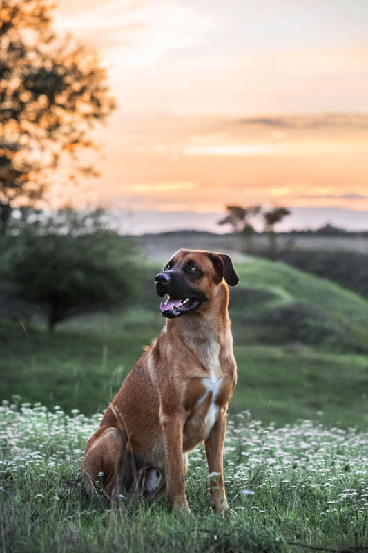 Rhodesian Ridgeback sitzt in einer hügeligen Landschaft im Sonnenuntergang