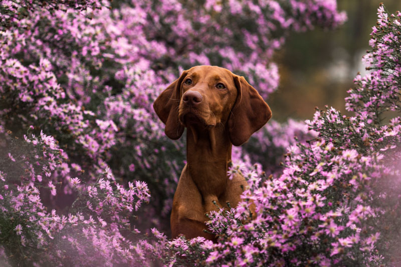 Brauner Hund wird von Büschen mit lila Blüten eingerahmt