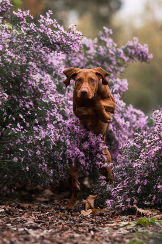 Brauner Hund springt aus einem Busch mit lila Blüten