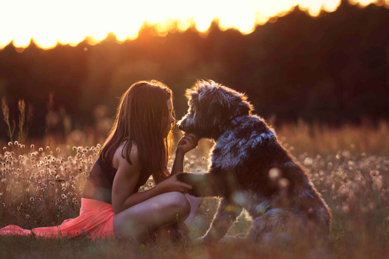 Hund gibt einem Mädchen einePfote