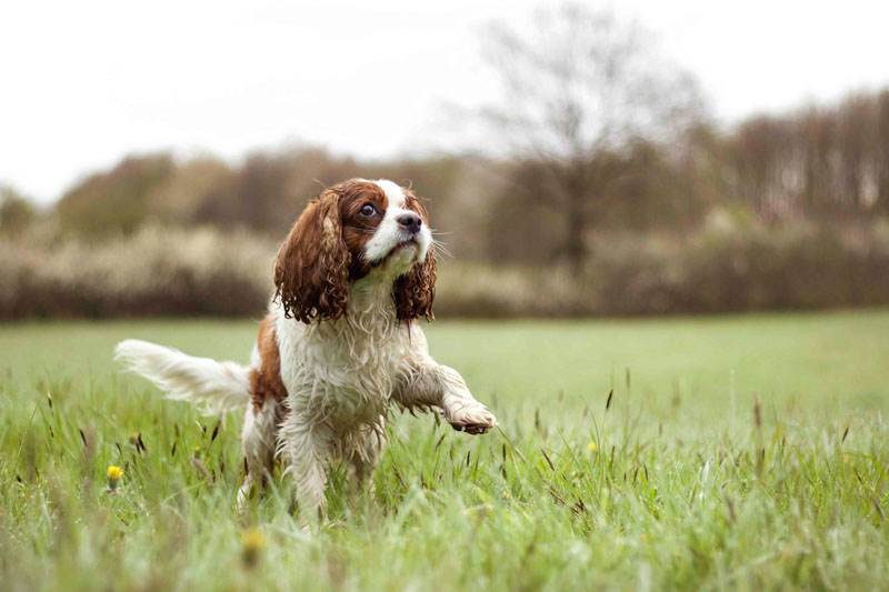 Cocker Spaniel läuft durch eine grüne Wiese