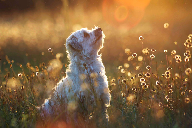 Kleiner weißer Hund sitzt in einer Wiese in der Abendsonne