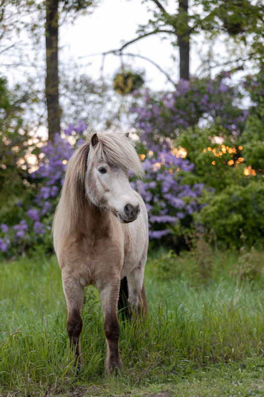 Islandpferd vor einem Fliederbusch im Frühling im Sonnenuntergang