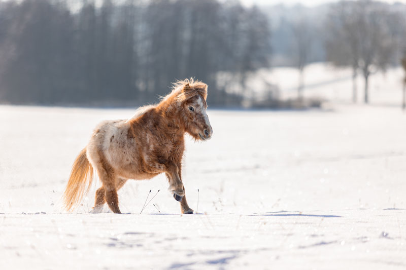 Kleines Shettlandpony galoppiert durch tiefen Schnee